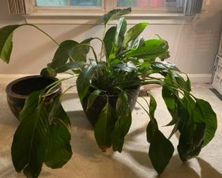 Large Potted Peace Lily And Planter