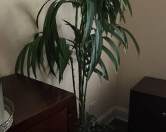 Silk Plant