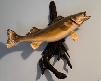 Fish Taxidermy