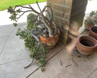 Plants/pots