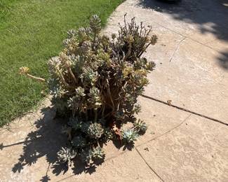 Large plant