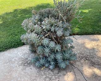 Large plant