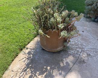 Large plant