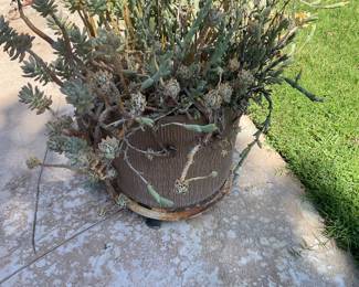 Large plant