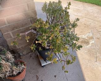Plants