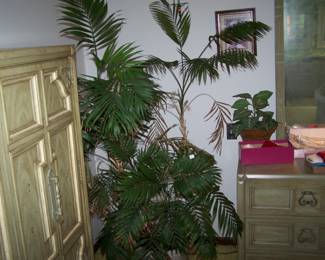 HOUSE PLANT