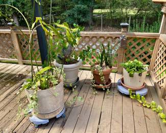 Large potted plants