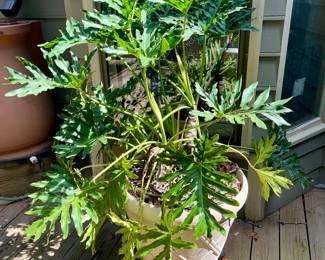 Nice large houseplant