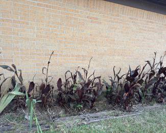 Cannas- you must dig them up and load 