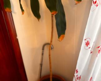 Plants
