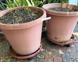 Plants + planter pots