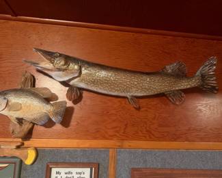 Northern Pike fish taxidermy