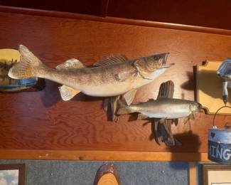 fish taxidermy