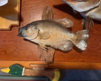 fish taxidermy