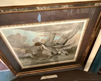 Pintail Ducks Print