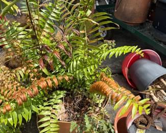Potted Fern