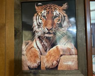 Tiger Photo Print