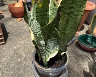 Snake Plant
