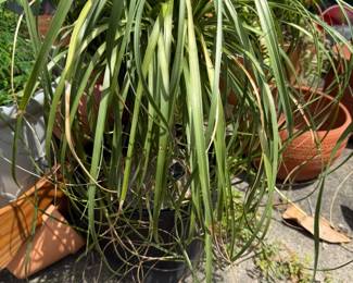 Spider Plant Pot