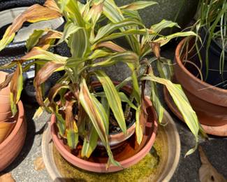 Dracaena Plant