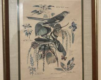 Mid-Century Texas Mockingbird Print Framed