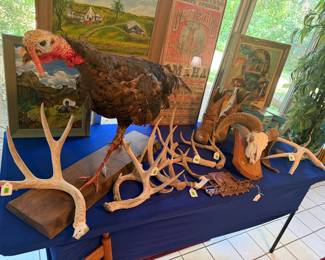 Taxidermy Turkey
