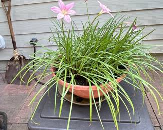 Zephyranthes carinata (Pink Rain Lily) in Terra Cotta Planter
