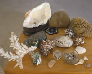 Seashells More Tridacna, Abalone, Coral, Natural Sponges