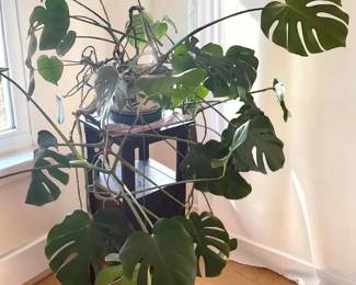 Monstera Deliciosa And Stand