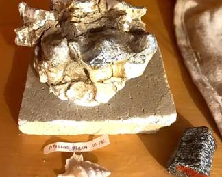 Fossils Apollon Perca Shell