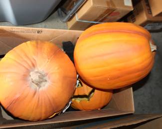 Pumpki9n Halloween or Thanksgiving Decorations