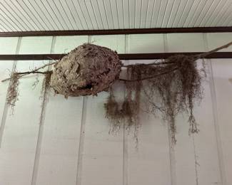 Hornet Nest With Spanish Moss