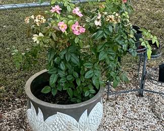 Potted rose bush plant