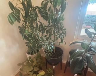 Plants