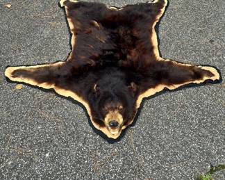 American Black Bear Taxidermy Rug