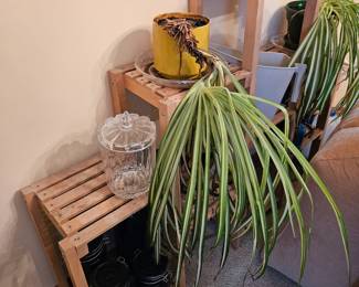 Plants/Plant Stand