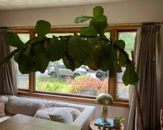 large fiddle leaf fig tree
