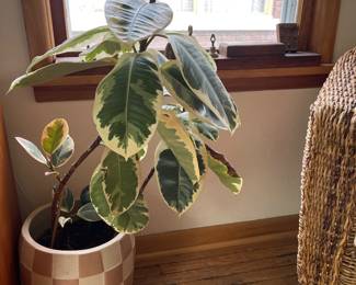 rubber plant