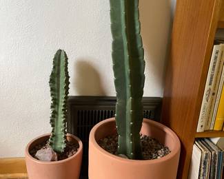 cacti