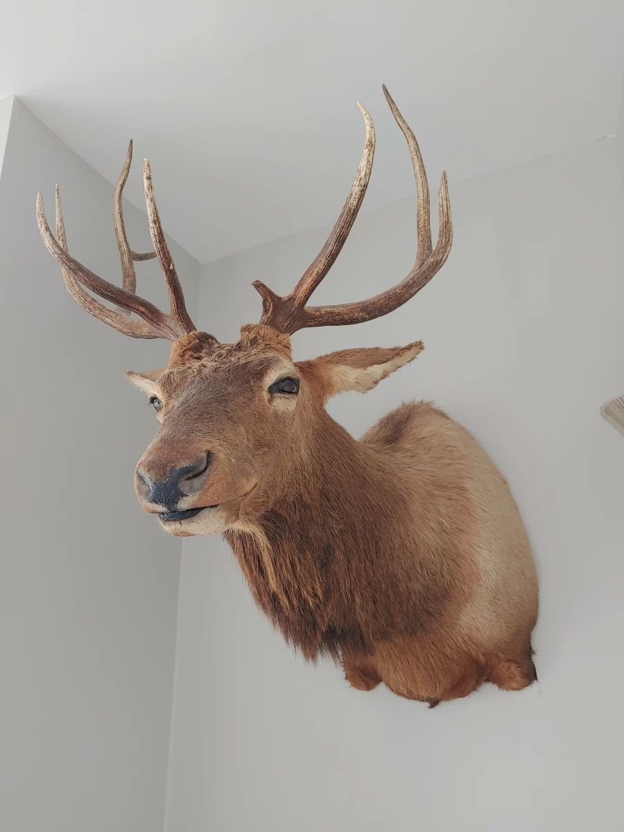Beloved Elk--- we named him Rudy. He is huge !!