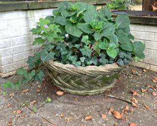 Living Hydrangea in Woven Cement