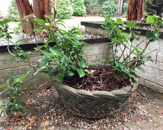 Cement Basket of Hydrangeas