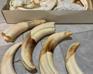 234 lotofmixedsizedwharthogtusks