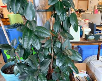 rubber tree