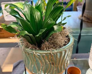 plant