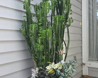 Various Life Plants and Cactus