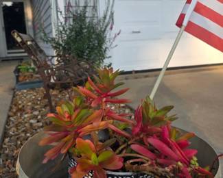 Various Live Plants & Cactus