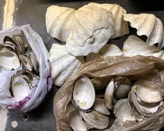 190 assortedclamandlargeseashells