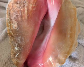 Large conch shells and other shells