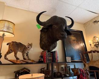 Cape Buffalo Tasidermy and a bobcat along with a fabulous Presidential Portrait